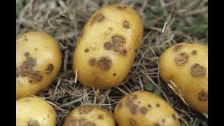 Identifying and Treating Potatoes Diseases, Pests and Deficiencies