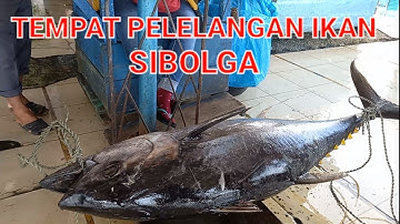 TEMPAT PELELANGAN IKAN | SIBOLGA