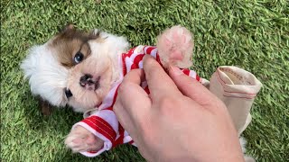 Omg! Shih Tzu Puppy are Too Cute to Handle!