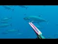 My biggest yellowfin tuna spearfishing 180lbs
