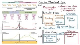 Ovarian and Menstrual Cycle | Hormone Regulation Flowchart