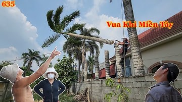 Vua Khỉ Miền Tây được giới thiệu cưa hàng cây Cau Vua nằm kế vách tường . Cutting king areca trees .