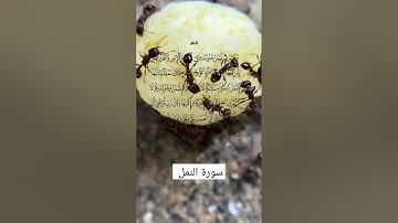 سورة النمل الآية 27 #القرآن_الكريم #quran #religion #surah #الله
