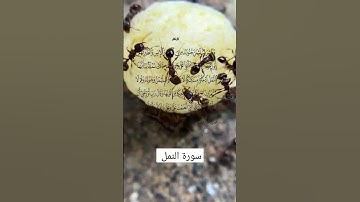 سورة النمل الآية 27 #القرآن_الكريم #quran #religion #surah #الله