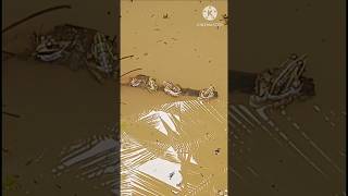 Frog Line, Never Seen,Frogs,Kappe,Salu,Mendak