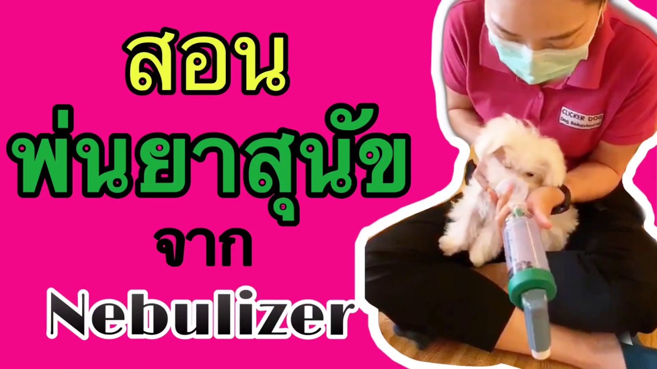 สอนสุนัขให้ยอมรับการพ่นยาขยายหลอดลมจากเครื่อง Nebulizer /ครูเมี่ยว(โซ)เชี่ยวหมา