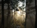 Calm Nature - Ambient Piano Meditation Music (Deep Work) 🎵 #Shorts
