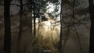 Calm Nature - Ambient Piano Meditation Music (Deep Work) 🎵 #Shorts