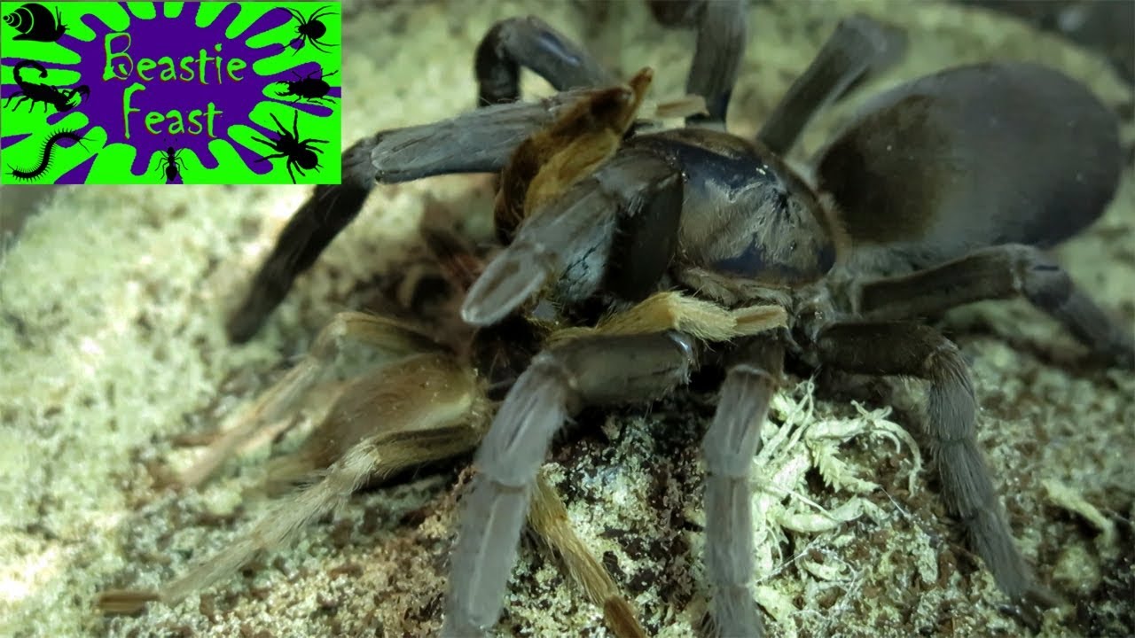 Tarantulas mating, feeding and spinning webs biteable