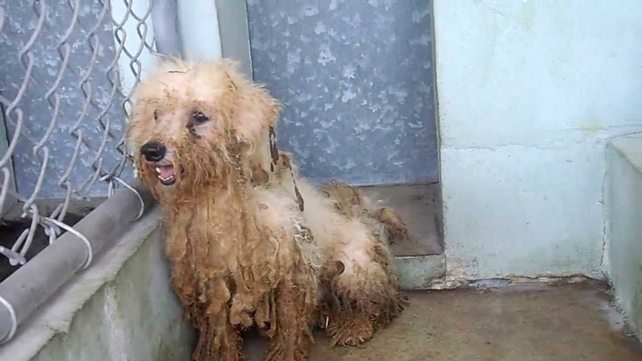 Puppy Mill Poodles Rescued by FPR YouTube