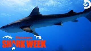 Dr. Tristan Searches for Giant Hammerhead Sharks! | Shark Week | Discovery