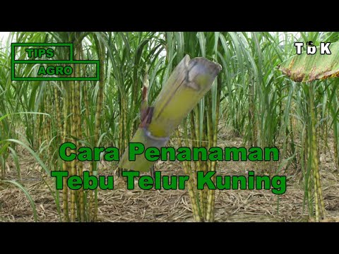 Video: Membiak Ceri Pasir - Menanam Ceri Pasir Daripada Keratan Dan Benih