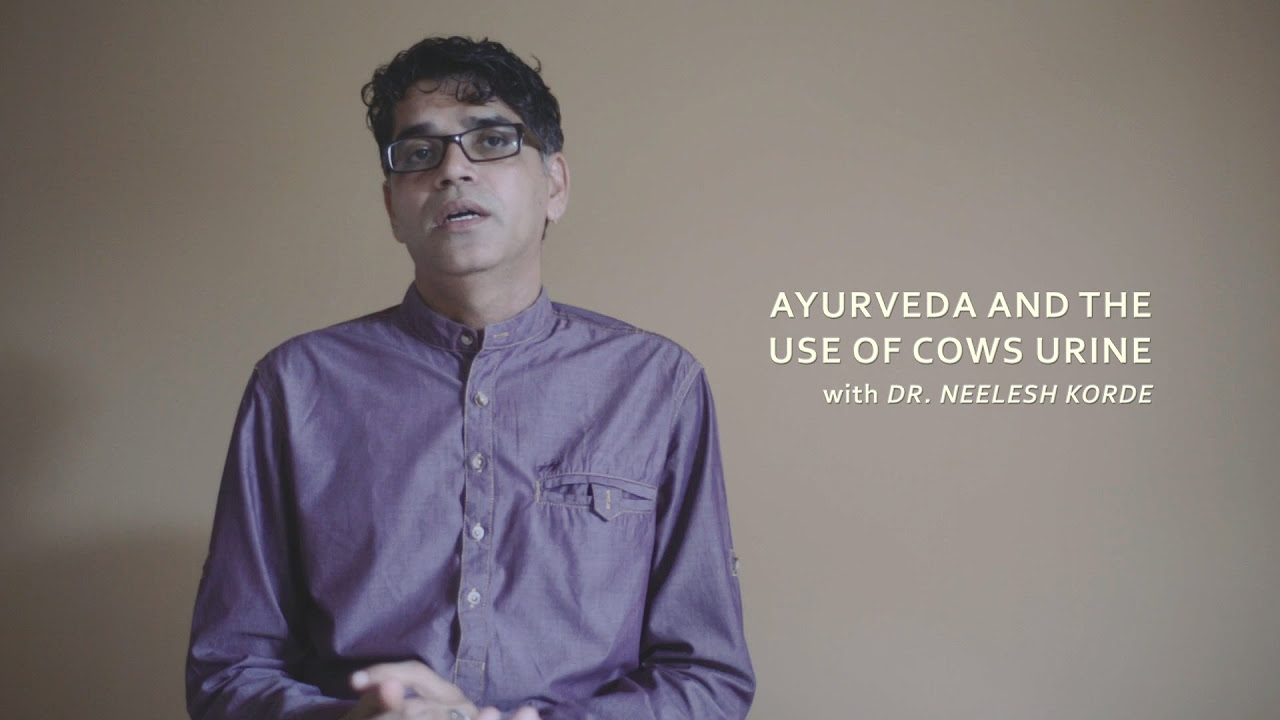 The uses and benefits of Cows Urine Gomutra Ark
