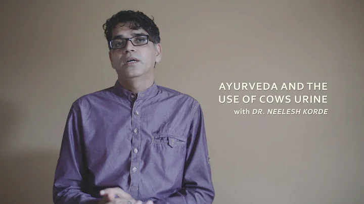 The uses and benefits of Cow's Urine (Gomutra Ark)