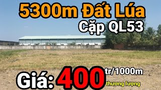 Sp176 Selling 5300M2 Of Rice Land Next To National Highway 53. Located In Hoa Thanh Commune, Tam ...