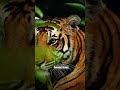 hewan aneh..cari minum bukan cari makan#animals #shortvideo #shorts