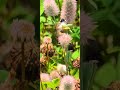HONEY BEE RABBIT FOOT CLOVER PXL 20250723 175220315~5