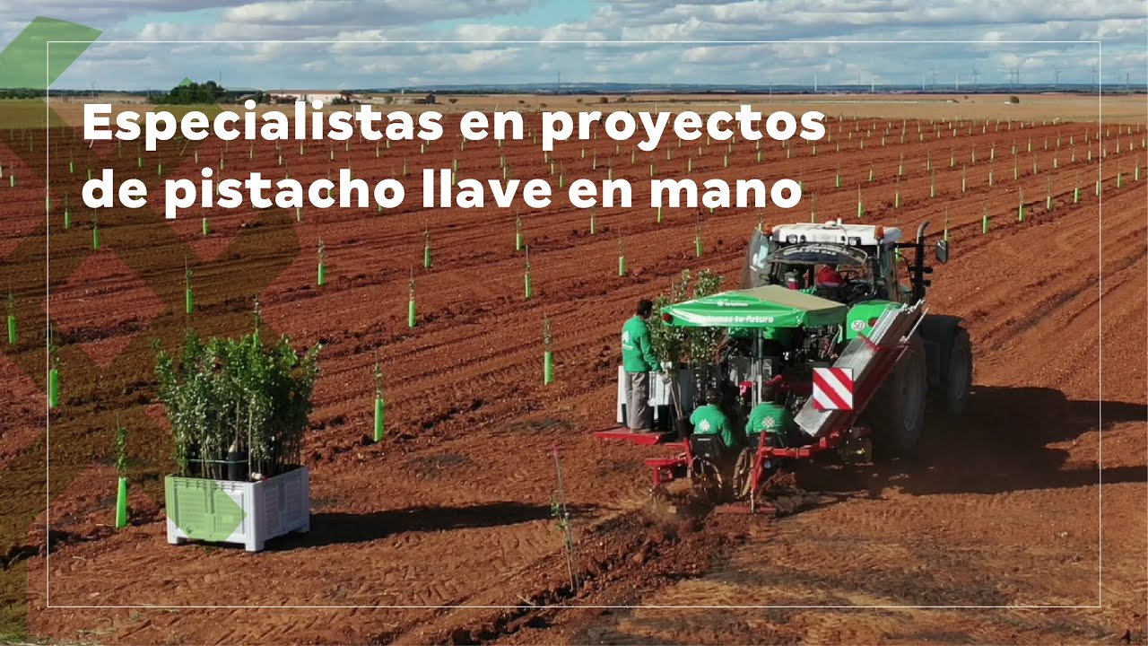 Agróptimum Proceso de Plantación de Pistacho