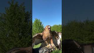 Jean ist sooo hübsch 😻 #bussard #rotrückenbussard