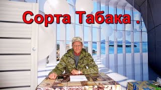 Сорта Табака - Оценка По Вызреванию И Урожайности.