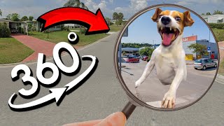 FIND Laughing Dog Meme | Laughing Dog Finding Challenge 360º VR Video