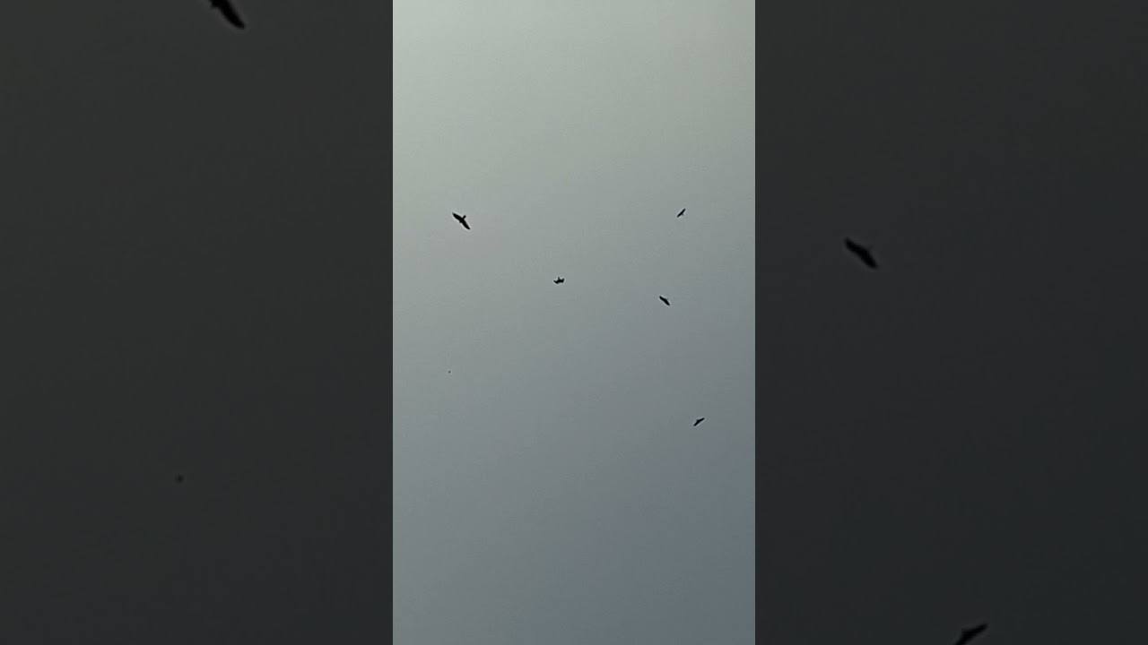 Grace in Flight | Slow Motion Birds 🕊️✨ 