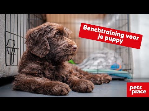 Video: Honden Zijn Geen Holdieren Dus Waarom Doen We Ze In Een Bench?