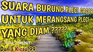 SUARA BURUNG PLECI DI JEDA 2 MENIT ❗ BURUNG DIAM JADI GACOR ?????