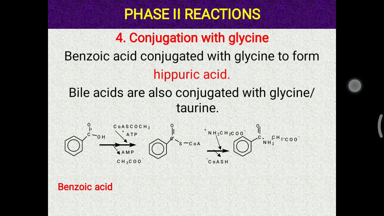 Xenobiotics part 2 (Phase 2 and 3 reactions)