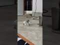just for 😊 and rate my dubbitg🙂 #short #viral #trending #funny #mouse