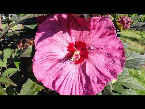 A walk around the PLOT 08/30/2026 - SAYING GOODBYE TO SUMMER!👋
