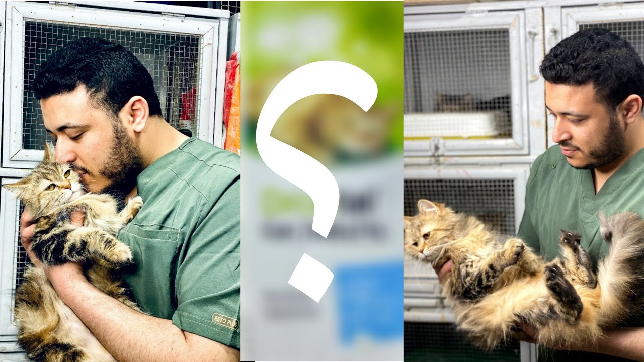 أفضل علاج للديدان في القطط! المنتج رقم 1 وجرعته الصحيحة