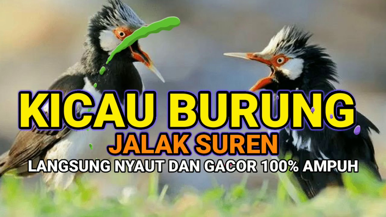 KICAU BURUNG JALAK SUREN - COCOK UNTUK MEMIKAT JALAK SUREN AGAR