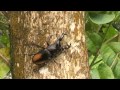 パリ-フタマタVSアルキデスヒラタク Dorcus alicides VS Hexarthrius parryi