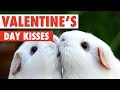 Valentine's Day Kissy Pets Compilation