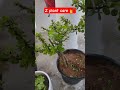 z plant 💅#home garden#Indore lucky plant#gardening tips#YouTube short