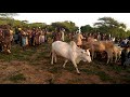 Bull jumping Ceremonies In Hamer tribe's!  OMO VALLEY ETHIOPIA.