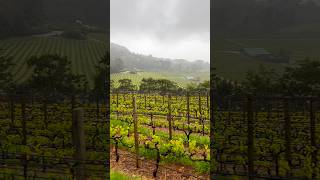 CONSTANTIA ROUTE | RAINY | Cape Town #lifeisbutadream