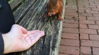 Squirrel Takes A Nut Of My Hand And Shows A Dance