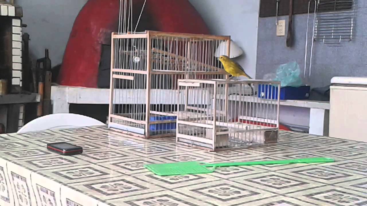 Jilguero amarillo suelto llamado por si mismo