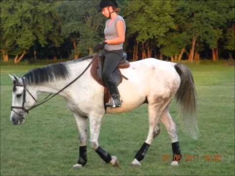 Schleich 41447 Blanc Arabian Mare Avec Couverture Neuf//Scellé