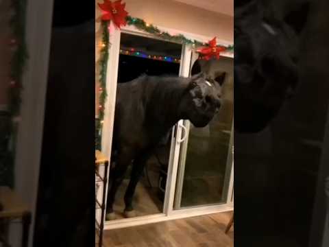 SkinWalker Disguised As