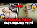 PİTBULL PAŞA YA DAYANIKLIK TESTİ DEV ARABAYI ÇEKEBILDIMI ?