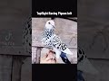 #whowantstobeamillionaire #bird #pigeon #kabootar #kabootarba #birdspecies #kabutar #pigeonlaver #pi