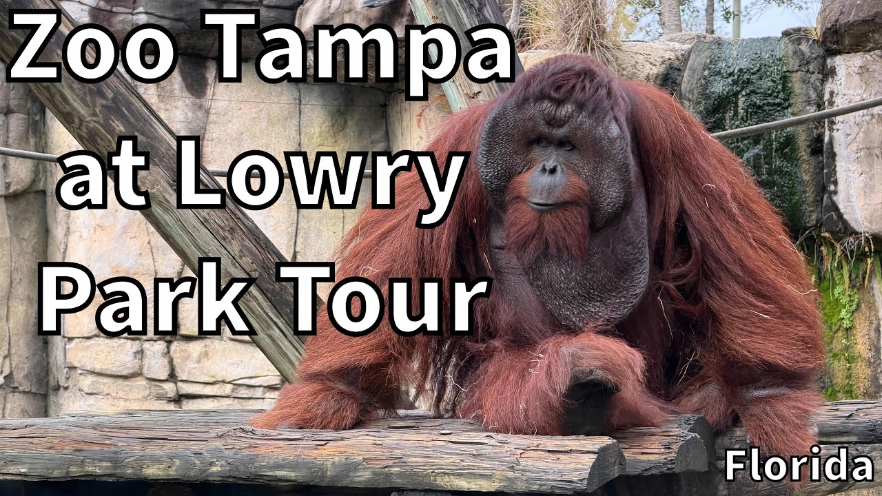 Tour of Zoo Tampa at Lowry Park - Tampa Bay, Florida - USA