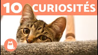 10 choses que vous ne savez pas sur les chats - vous serez SURPRIS !