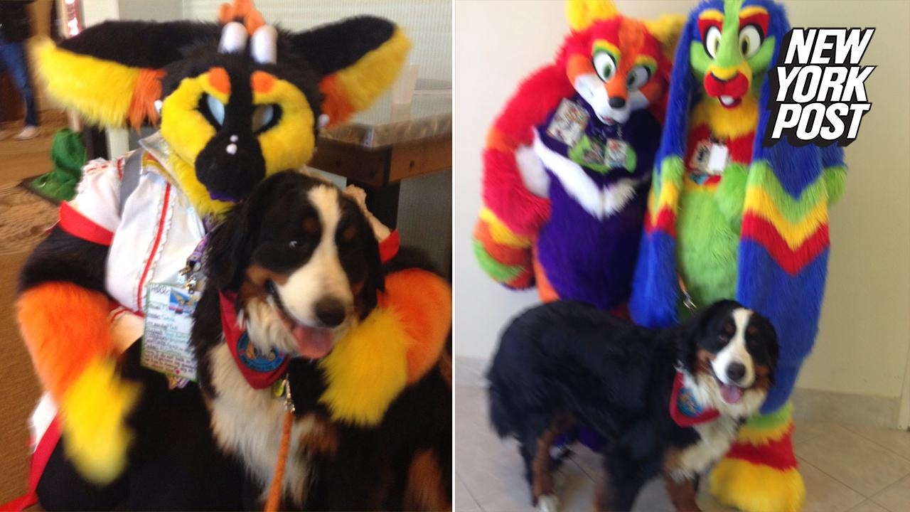 Search And Rescue Dog Training New York Search And Rescue Dog Training New York