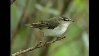Phylloscopus borealis