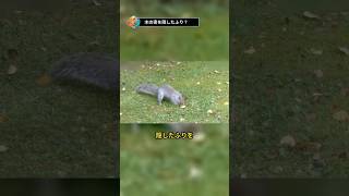 木の実を隠したふり？リスが空の穴を作る理由#shorts