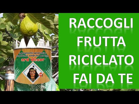 Video: Raccolta di frutta da alberi ad alto fusto: come raggiungere la frutta in alto